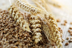 Пшеничні запаси Євросоюзу продовжують знижуватися
